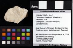 Foto (Objket + Etiketten) von Cyclothyreus divaricatus (Schweitzer & Feldmann, 2009) 